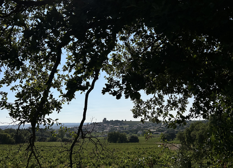 Le conservatoire des vieux cépages de Châteauneuf-du-Pape