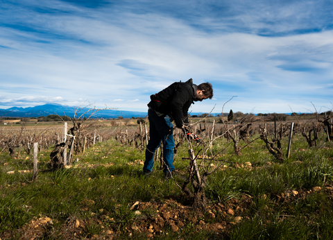 L’art de la complantation
